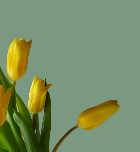 Gelbe Tulpen, grünes Blatt auf dunkelgrauem lindgrünem Hintergrund. Kopierraum, Grußkarte, Postkarte, Banner, Cover-Attrappe für Ihr Design — Stockfoto