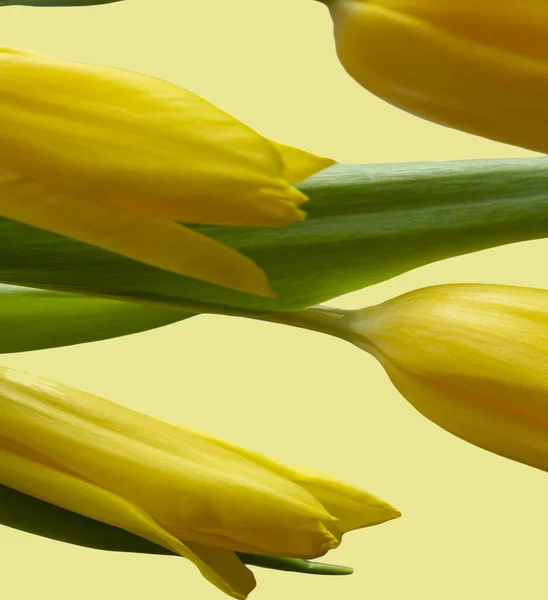 Gelbe Tulpen, grünes Blatt als rustikaler Hintergrund. Kopierraum, Grußkarte, Postkarte, Banner, Cover-Attrappe für Ihr Design — Stockfoto