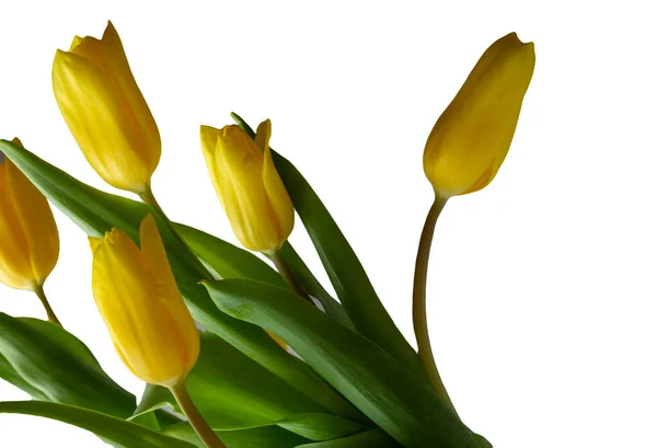 Gelbe Tulpen isoliert auf weißem Hintergrund Kopierraum, Grußkarte, Postkarte, Banner, Cover, Attrappe, für Ihr Design vertikal — Stockfoto