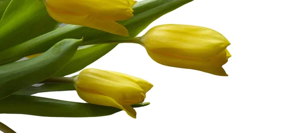 Gelbe Tulpen isoliert auf weißem Hintergrund Kopierraum, Grußkarte, Postkarte, Banner, Cover, Attrappe, für Ihr Design horizontal — Stockfoto