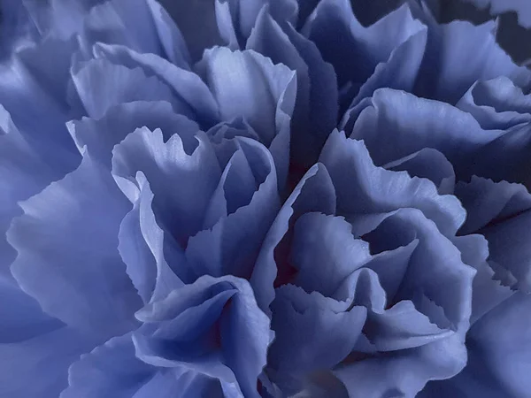 Macro blue flower petals as an abstract background, card, banner, cover, mockup, for your design horizontal — Stock Photo, Image