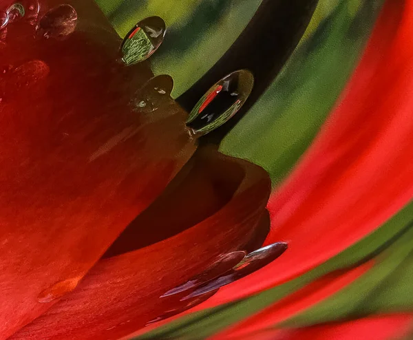 Red tulip with rain droplets abstract creative background. Copy space, greeting card, postcard, banner, cover mockup, for your design vertical — Stock Photo, Image