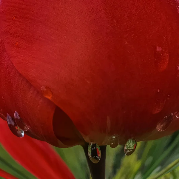 Red tulip macro with rain droplets abstract creative background. Copy space, greeting card, postcard, banner, cover mockup, for your design vertical — Stock Photo, Image