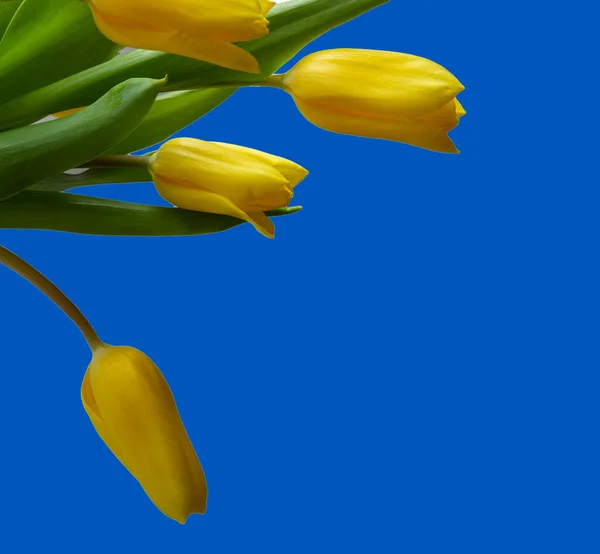 Gelbe Tulpen auf blauem Hintergrund Kopierraum, Grußkarte, Postkarte, Banner, Cover, Attrappe, für Ihr Design — Stockfoto