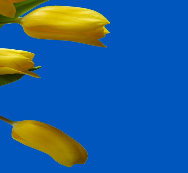Gelbe Tulpen isoliert auf weißem Hintergrund Kopierraum, Grußkarte, Postkarte, Banner, Cover, Attrappe, für Ihr Design — Stockfoto