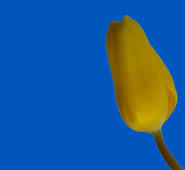 Yellow tulips isolated on white background copy space, greeting card, postcard, banner, cover, mockup, for your design — Stock Photo, Image