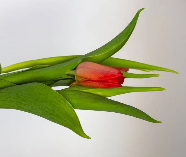 Einzelne rote Tulpe mit Blättern auf weißem Hintergrund Kopierraum, Grußkarte, Postkarte, Banner, Cover, Attrappe, für Ihr Design — Stockfoto