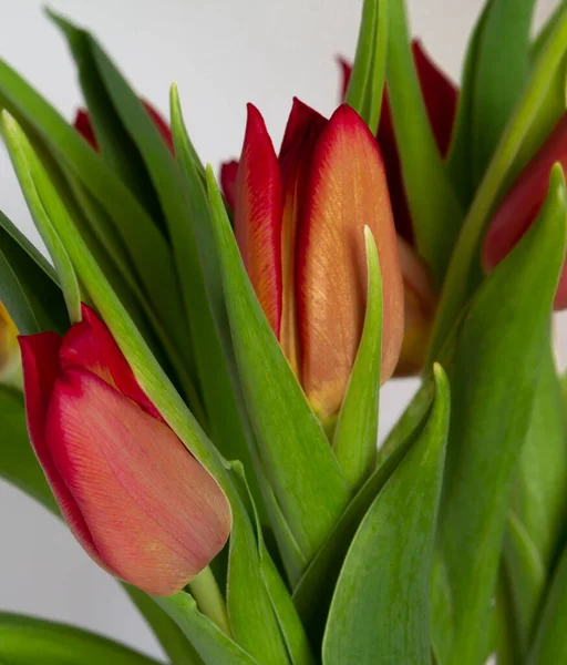 Rote Tulpen auf weißem Hintergrund Kopierraum, Grußkarte, Postkarte, Banner, Cover, Attrappe, für Ihr Design vertikal — Stockfoto