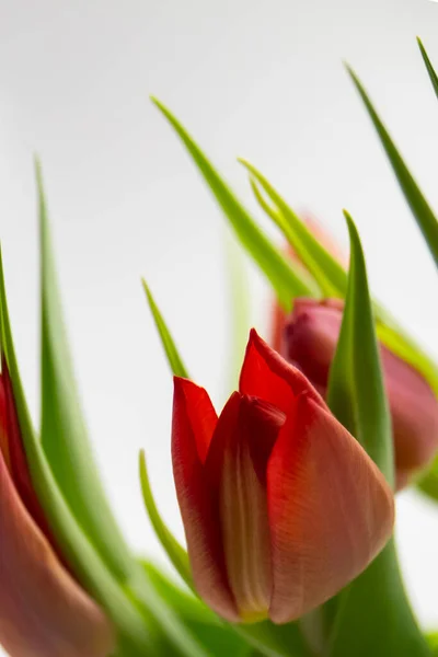 Tulipanes rojos en el espacio de copia de fondo blanco, tarjeta de felicitación, postal, pancarta, cubierta, maqueta, para su diseño vertical — Foto de Stock