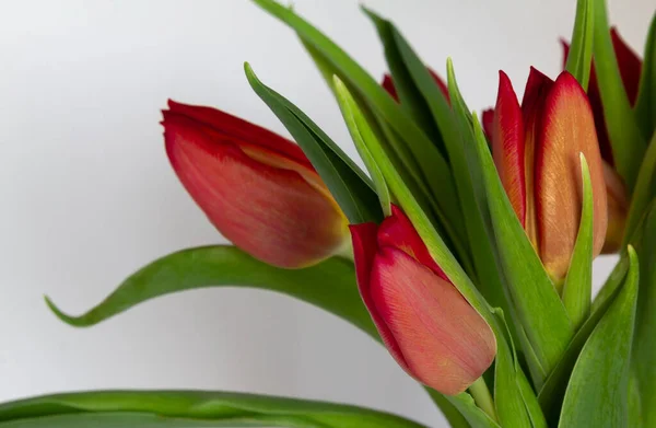 Rote Tulpen auf weißem Hintergrund Kopierraum, Grußkarte, Postkarte, Banner, Cover, Attrappe, für Ihr Design horizontal — Stockfoto