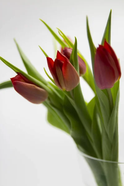 Rode tulpen in een vaas op witte achtergrond kopieerruimte, wenskaart, ansichtkaart, banner, omslag, mockup, voor uw ontwerp verticaal — Stockfoto