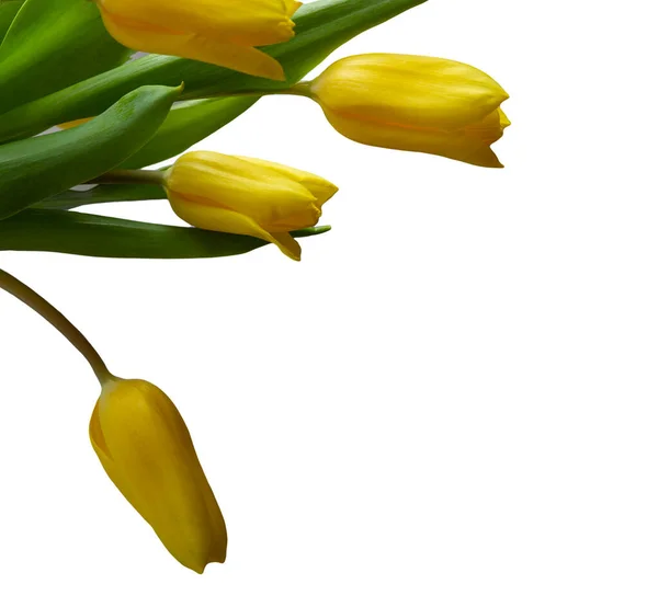 Gelbe Tulpen isoliert auf weißem Hintergrund Kopierraum, Grußkarte, Postkarte, Banner, Cover, Attrappe, für Ihr Design — Stockfoto