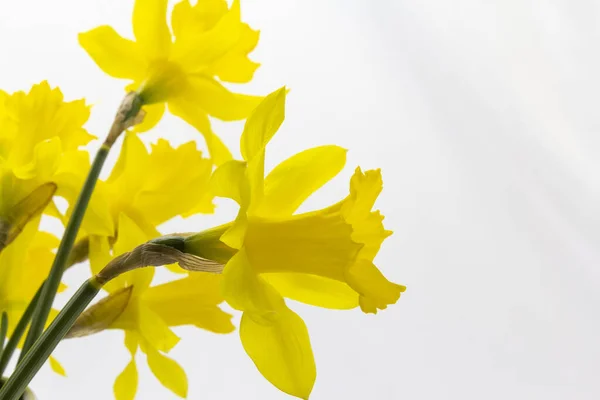 Gelbe Frühlingsblumen Narzissen auf weißem Hintergrund, einfache Urlaubs-Grußkarte, Einladungskarte, Kopierraum für Textmuster, Tapete, Banner, Cover, Attrappe, für Ihr Design — Stockfoto