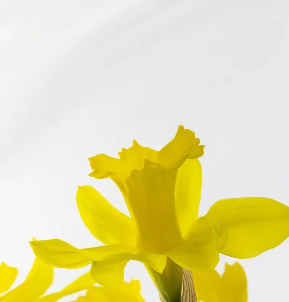 Gelbe Frühlingsblumen Narzissen auf weißem Hintergrund, einfache Urlaubs-Grußkarte, Einladungskarte, Kopierraum für Textmuster, Tapete, Banner, Cover, Attrappe, für Ihr Design — Stockfoto