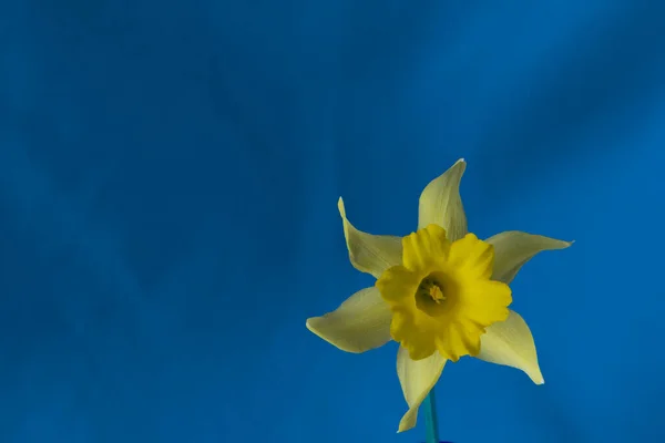 Single yellow spring flowers daffodils on blue background. Simple holiday spring greeting card, invitation card, copy space for text, pattern, wallpaper, banner, cover, mockup, for your design — Zdjęcie stockowe