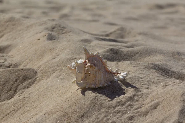 Sea shell, conch and sand as background. Beach background scene in summer. Birthday card, Mothers Day card, invitation. Copy space, pattern, wallpaper, banner, cover, mockup, for your design — ストック写真