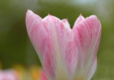 Yeşil çimenlerin üzerinde beyaz mor lale. Doğal arkaplan, yakın plan, boşluğu kopyala, tebrik kartı, kartpostal, afiş, kapak, maket, tasarımınız için.