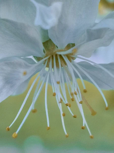Груша цвіте навесні, весняні білі квіти детально м'яко фокусують абстрактний фон. Природний фон. Листівка запрошення, місце для тексту, візерунок, шпалери, банер, обкладинка, макет, для вашого дизайну — стокове фото