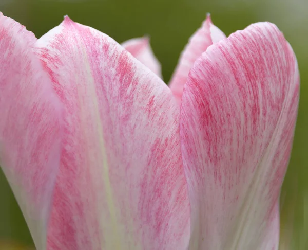 Beyaz mor tek bir lale yapraklarının makrosu yeşil çimenlerin üzerinde, doğal arka plan, kopyalama alanı, tebrik kartı, kartpostal, pankart, kapak, kapak, tasarım için