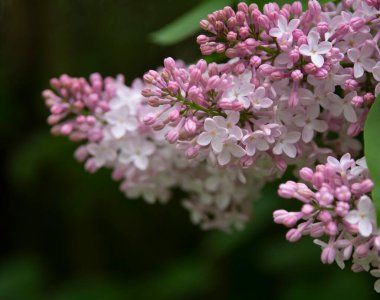 mor leylak çiçek dalı yeşil arka plan. Davetiye, kart, metin, şablon, duvar kağıdı kapağı modeli, tasarım ve yatay için kopyalama alanı