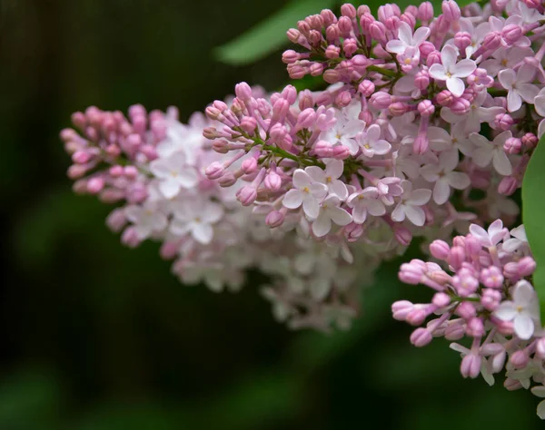 mor leylak çiçek dalı yeşil arka plan. Davetiye, kart, metin, şablon, duvar kağıdı kapağı modeli, tasarım ve yatay için kopyalama alanı