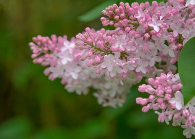 mor leylak çiçek dalı yeşil arka plan. Davetiye, kart, metin, kalıp, duvar kağıdı afişi, kapak, tasarım için kopyalama alanı