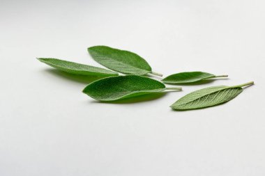 Sage herb Salvia officinalis leaves, spice on a white background. Alternative medicinal plants, medical herb copy space. It is a healing, therapeutic and aromatic plant, healthy food