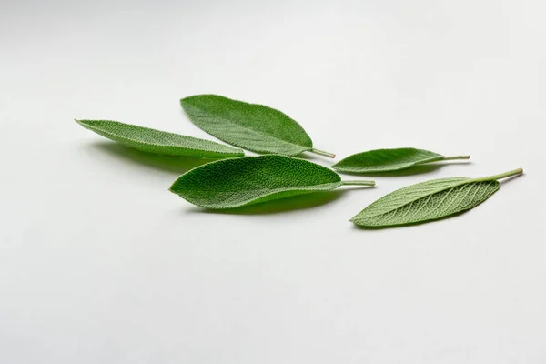 Sage Herb Salvia Officinalis Leaves Spice White Background Alternative Medicinal — Stock fotografie