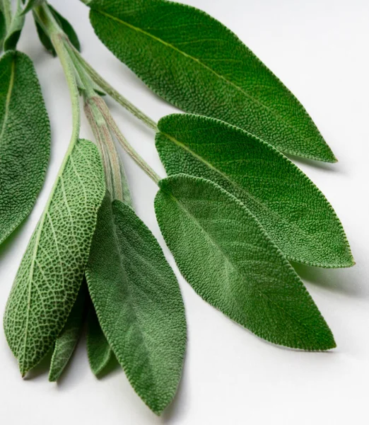 Sage Herb Salvia Officinalis Branche Spice White Background Alternative Medicinal — Stockfoto