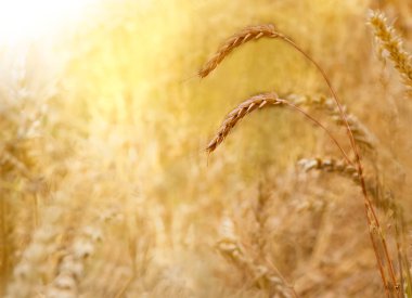 close up of rye ears, field of ripening rye in a summer day horizotal. Copy space, pattern, wallpaper, banner, cover, mockup, for design, food industry, bakery concept