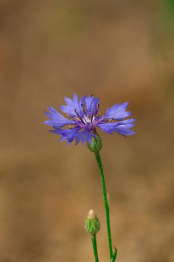 Bahçede mavi çiçekler var. Çiçek tarlasında bir çiçek. Yaz Mavisi kır çiçeği