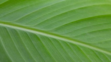 Açık yeşil yaprak arka planı, kopyalama alanı, desen, duvar kağıdı. Davetiye kartı, takvim, kartpostal, hediye kağıdı. Pankart, kapak, model, tasarımınız için.