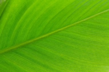 Açık yeşil yaprak arka planı, kopyalama alanı, desen, duvar kağıdı. Davetiye kartı, takvim, kartpostal, hediye kağıdı. Tasarım için afiş kapağı modeli