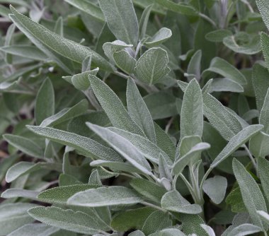 Bahçedeki Salvia resmi bitkilerinin en üst görüntüsü