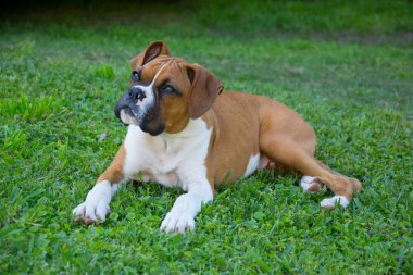Yeşil çimlerde boksör köpeği