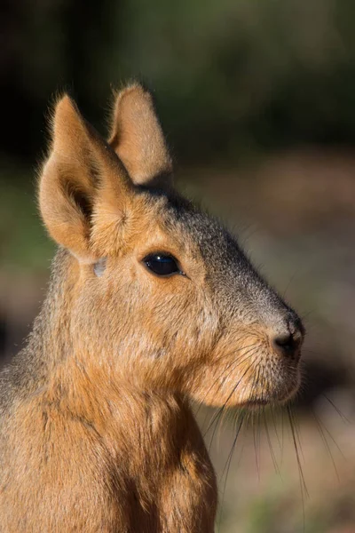 Patagonisk Hare Närmar Sig Vid Solnedgången — Stockfoto