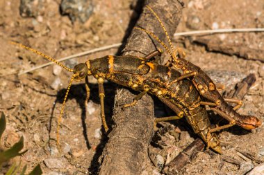 Arkasında toprak olan bir dalda çiftleşen böcekler.