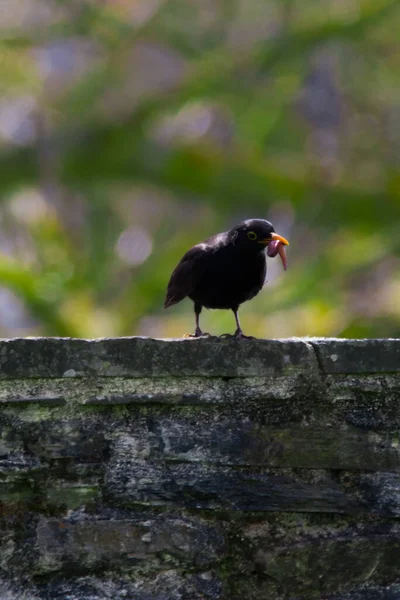 Pequeno Pássaro Preto Com Verme Seu Bico — Fotografia de Stock