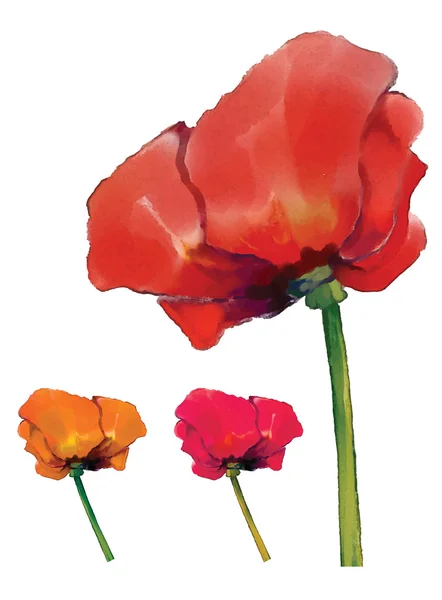 Aquarel poppy bloem set — Stockvector