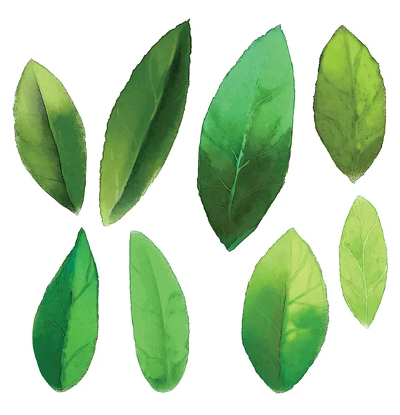 Set foglie acquerello — Vettoriale Stock