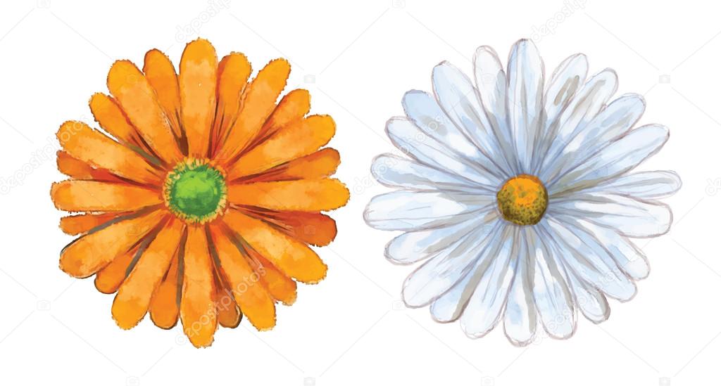 Watercolor flower set