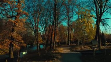 Sonbahar ormanında sabah. Büyülü sonbahar manzarası. Park Yolu