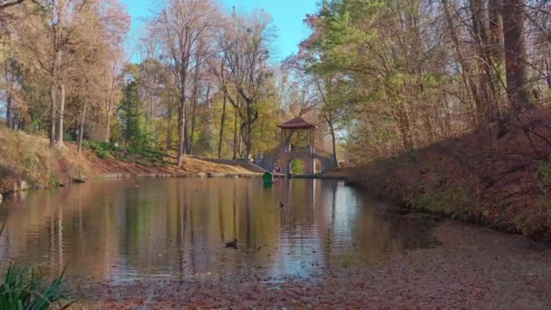 Podzimní jezero v parku s kachnami a labutěmi. vrby na jezeře.Ptáci jsou krmení — Stock video