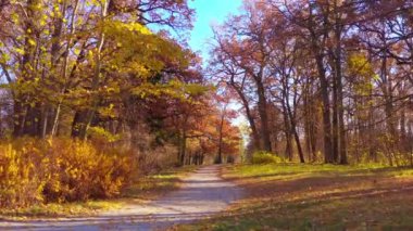 Sonbahar ormanında sabah. Büyülü sonbahar manzarası. Park Yolu