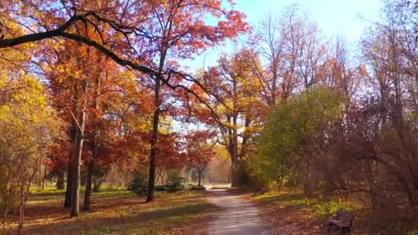 Morgen im herbstlichen Wald. Magische Herbstlandschaft. Straße im Park — Stockvideo