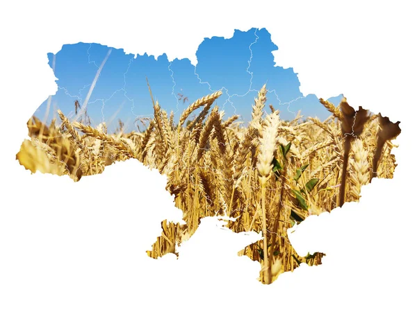 Mapa de Ucrania en forma de campo Imagen de stock