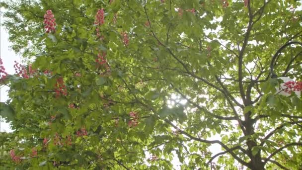 Rays Sun Shine Flowering Chestnut Trees Chestnut Symbol City Kyiv — Stockvideo