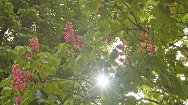 Rays Sun Shine Flowering Chestnut Trees Chestnut Symbol City Kyiv — Stockvideo