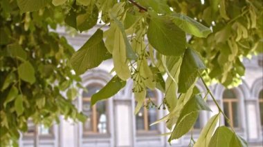 Kentte ıhlamur çiçeğinin başlangıcı. Çiçek açan ağaçların hoş aromalarının gölgesinde ılık yaz. Yavaş Hareket 100 fps 2.8 kg.