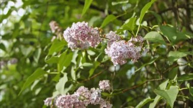 Bir yaz öğleden sonra şehir parkında pembe leylak çiçekleri. Çiçek açan çalılar yazın şehri süslüyor ve hoş çiçek aromaları veriyor. Yavaş Hareket 100fps 2.8k
